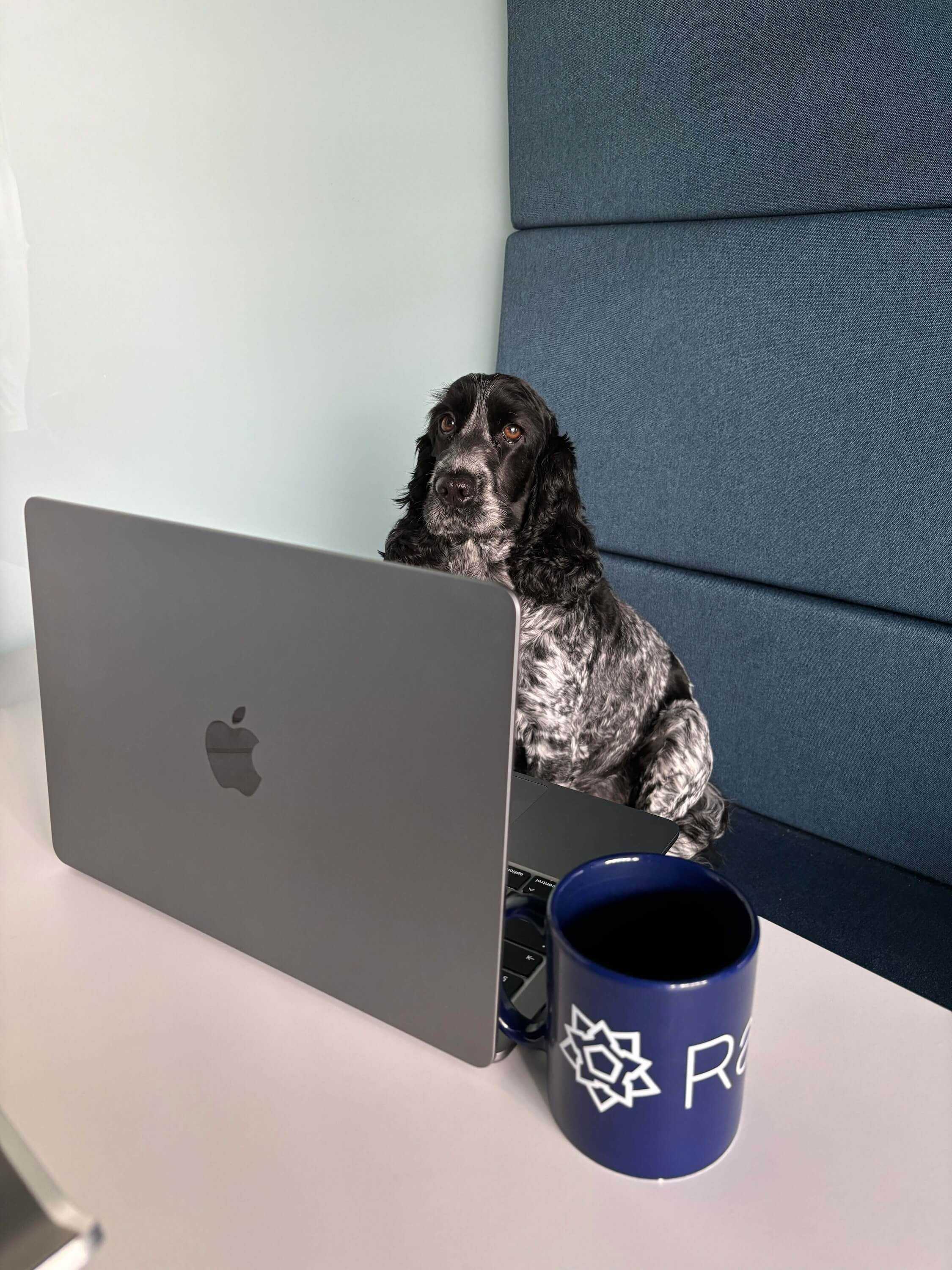 a four legged visitor to the Ravelin office